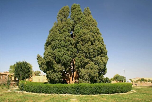 راهکارهای حفاظت از سرو ۱۰۰۰ ساله سیرچ کرمان بررسی شد