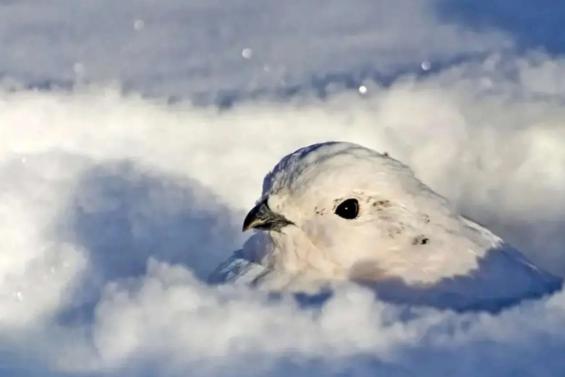 حیواناتی که در زمستان «سفید» می‌شوند