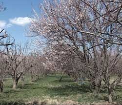 خسارت60میلیاردریالی به کشاورزان منشادی