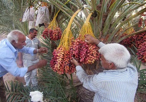 برداشت خرما از مزارع بافق آغاز شد