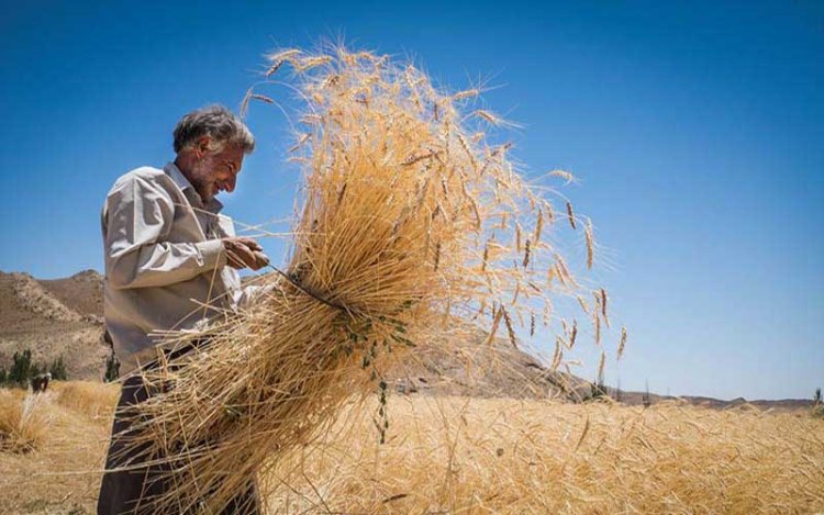 افزایش ۱۰۵ درصدی خرید گندم در استان یزد