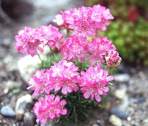 معرفی گل و گیاه:آرمریا-Armeria Juniperifolia