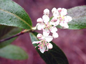 معرفی گل و گیاه:آرونیا- Aronia arbutifolia