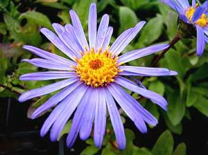 معرفی گل و گیاه:آستر-Aster amellus Mauve Beauty