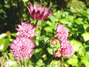 معرفی گل و گیاه:آسترانتیا (ستاره گون)-Astrantia major Hadspen blood