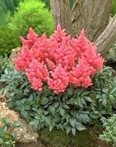 معرفی گل و گیاه:آستیلب ارغوانی- Astilbe Purpulamze