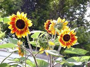 معرفی گل و گیاه:آفتابگردان یک‌ساله-Helianthus annus ,Taiyo