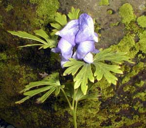 معرفی گل و گیاه:آقونیطون-Aconitum carmichaelii