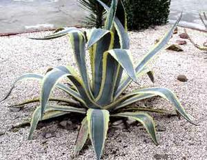 معرفی گل و گیاه:آگاو-Agave americana