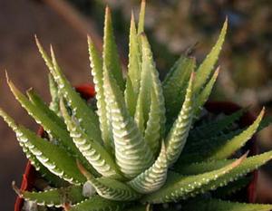 معرفی گل و گیاه:آلوئه -Aloe variegate -