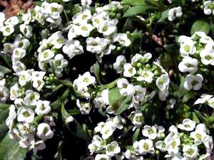 معرفی گل و گیاه:آلیسوم-Alyssum maritimum