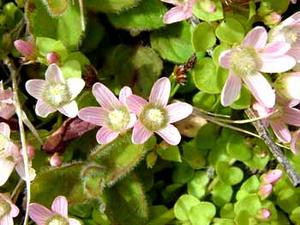 معرفی گل و گیاه:آناغالیس-Anagallis tenella Studland