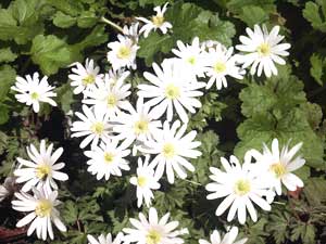 معرفی گل و گیاه:   آنمون سفید- Anemone blanda white splendou