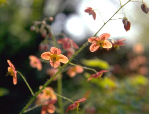 معرفی گل و گیاه: اپی مدیوم: Epimedium & Warleyense