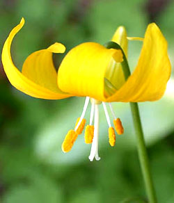 معرفی گل و گیاه:  اریترونیوم زرد: Erythronium tuolumnense