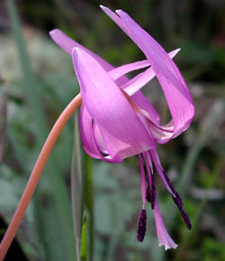 معرفی گل و گیاه:  اریترونیومس: Erythronium japonicum