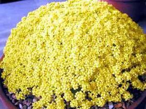 معرفی گل و گیاه:  ازمكی زرد: Draba Mollissima