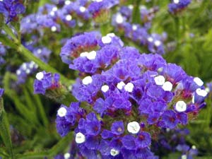 معرفی گل و گیاه:  استاتیس: Limonium Sinuatum