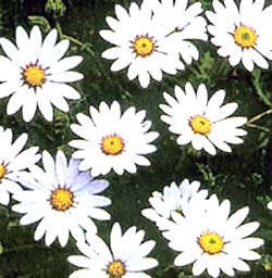 معرفی گل و گیاه:   استئوسپرموم: Osteospermum Caulescens