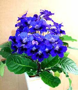 معرفی گل و گیاه:  استرپتوكارپوس: Streptocarpus Xhybridus Concord