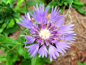 معرفی گل و گیاه:  استوكزیا: Stokesia laevis