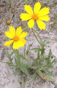 معرفی گل و گیاه:  اشرفی: Coreopsis lanceolata