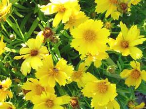 معرفی گل و گیاه:  اشرفی پرپر: Coreopsis grandiflora