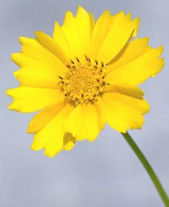 معرفی گل و گیاه:  اشرفی گل درشت: Coreopsis grandiflora Badengold