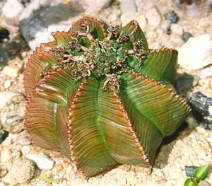 معرفی گل و گیاه:   افوربیا: Euphorbia meloformis