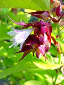 معرفی گل و گیاه:امین‌الدوله هیمالیا: Leycesteria Formosa