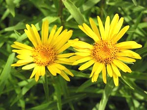 معرفی گل و گیاه:انولا انسیفولیا: Inula ensifolia