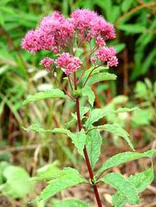 معرفی گل و گیاه:اوپاتوریوم: Eupatorium Purpureum