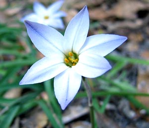 معرفی گل و گیاه:ایفیون: Ipheion uniflorum