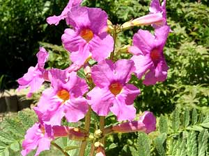 معرفی گل و گیاه:اینکارویله‌آ: Incarvillea delavayi