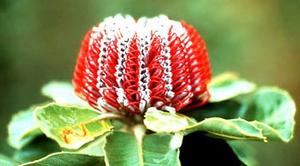 معرفی گل و گیاه:بانكسیا: coccinea Banksia