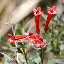 معرفی گل و گیاه:  باواردیا: Bouvardia ternifolia