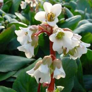 معرفی گل و گیاه:برجینا: Bergenia Bressingham White