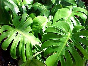 معرفی گل و گیاه:برگ انجیری: Monstera Deliciosa