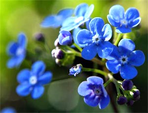 معرفی گل و گیاه:برونرا: Brunnera macrophylla