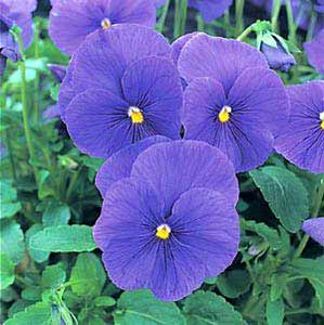 معرفی گل و گیاه:  بنفشه: Viola X wittrockiana Azure Blue