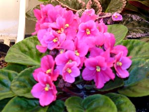 معرفی گل و گیاه:بنفشه آفریقائی: African Violet