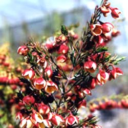 معرفی گل و گیاه:بورونیا: Boronia megastigma