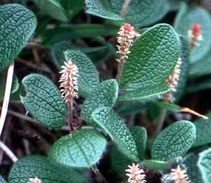 معرفی گل و گیاه:بید خزنده: Salix reticulata