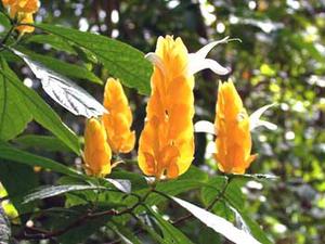 معرفی گل و گیاه:پاچی استاچی: Pachystachys lutea