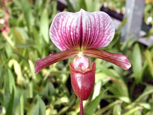 معرفی گل و گیاه:پافیوپدیلوم (ارکیده): Paphiopedilum Lyric Glendora