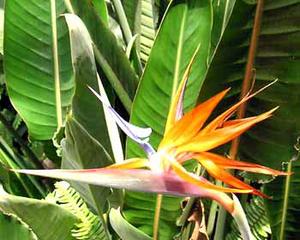 معرفی گل و گیاه:پرنده بهشتی: Strelitzia regina