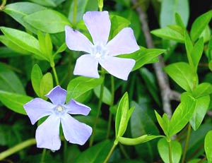 معرفی گل و گیاه:پروانش: Vinca minor