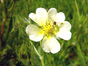 معرفی گل و گیاه:پنج انگشت: Potentilla