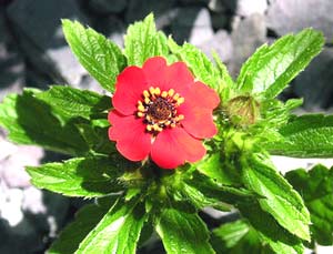 معرفی گل و گیاه:پنجه برگ: Potentilla Gibson