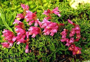 معرفی گل و گیاه:پنستمون: Penstemon isophyllus